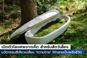 Mycelium Coffin
