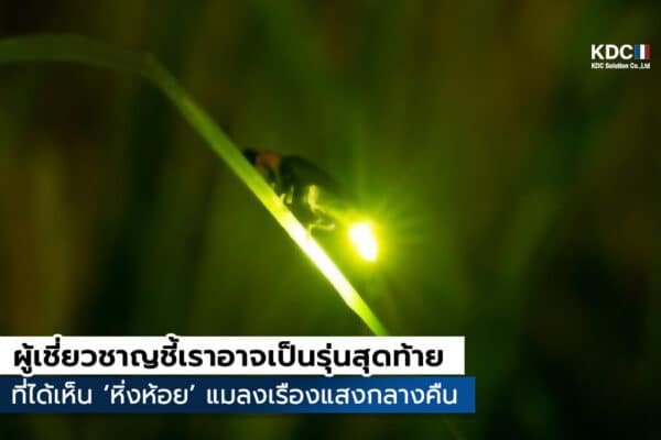 Firefly