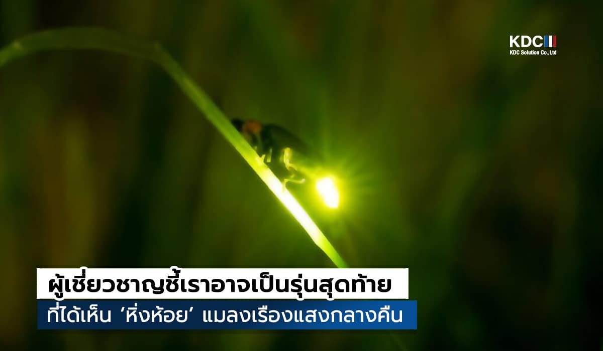 Firefly