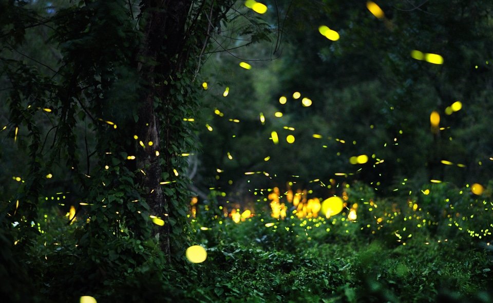 Firefly1