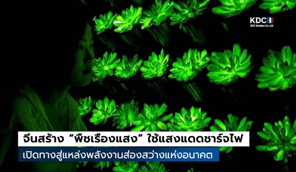Shuting Liu นักวิทยาศาสตร์จีนสร้าง “พืชเรืองแสง” 2025