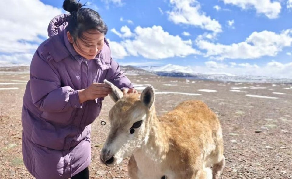 Tibetan antelope robot