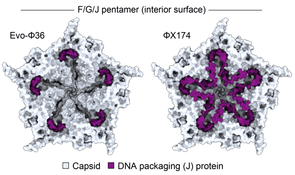 fig4