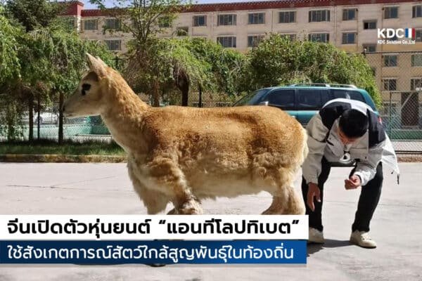 จีนเปิดตัวหุ่นยนต์ “แอนทีโลปทิเบต”