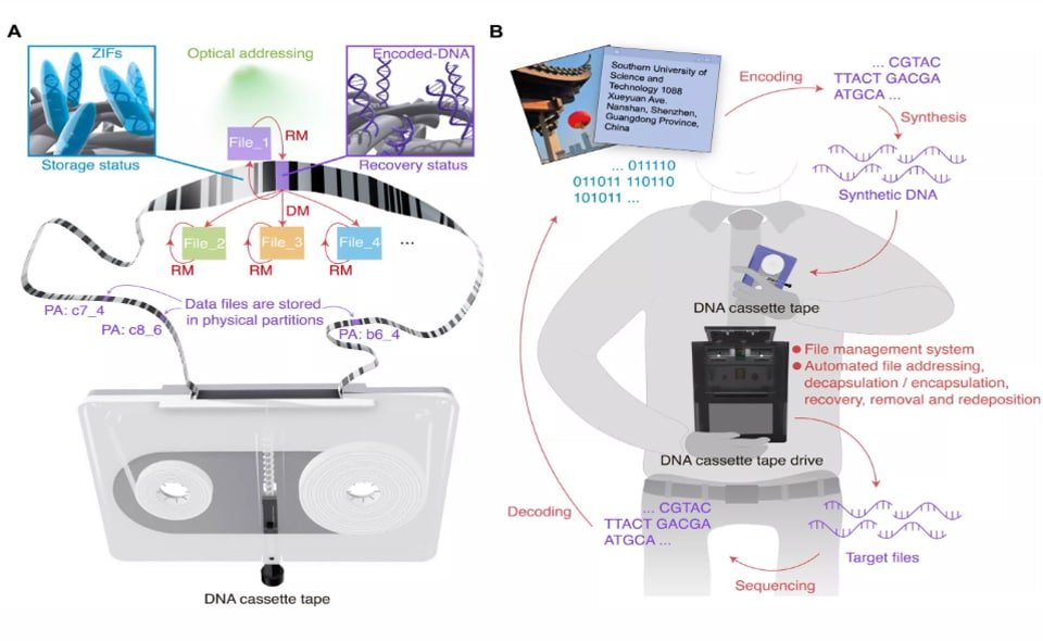 นักวิจัยจีนพัฒนา “DNA Cassette Tape”