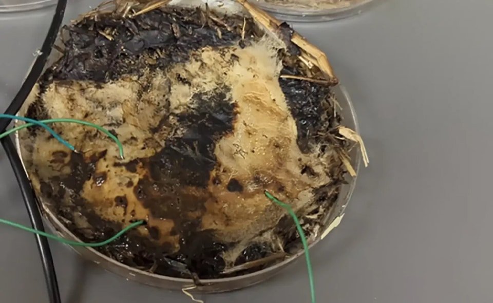 ขนาดรูปเรื่อง web 31.2