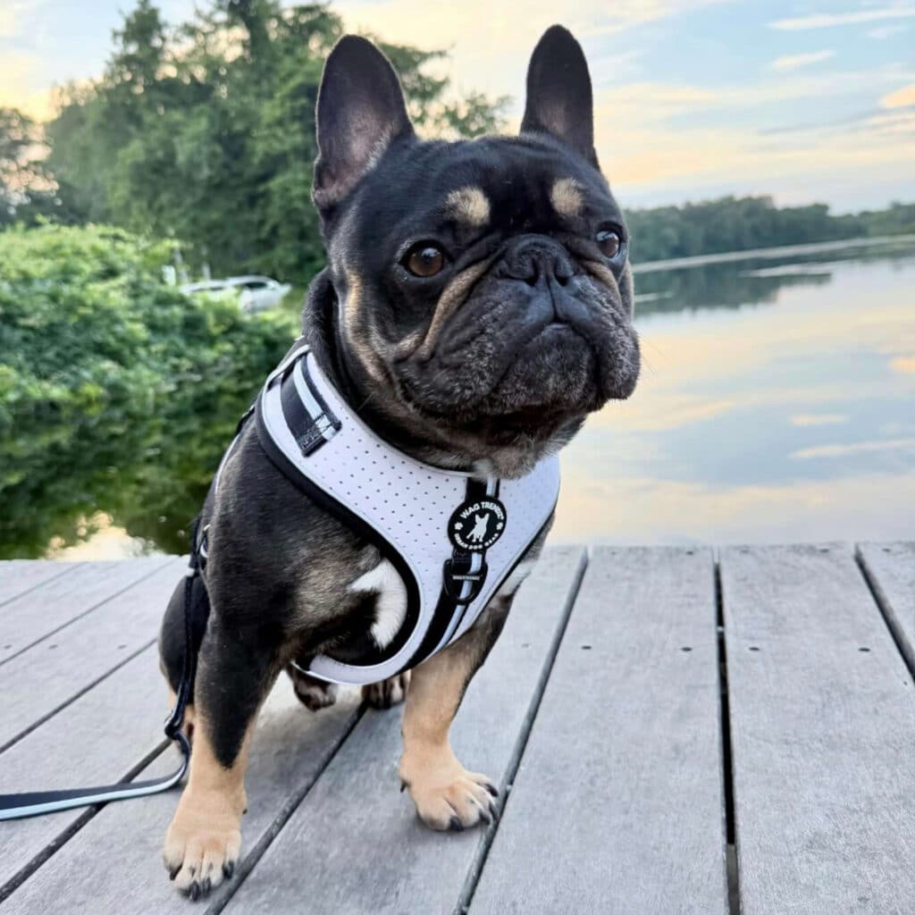 Wag Trendz NeoCool image 1